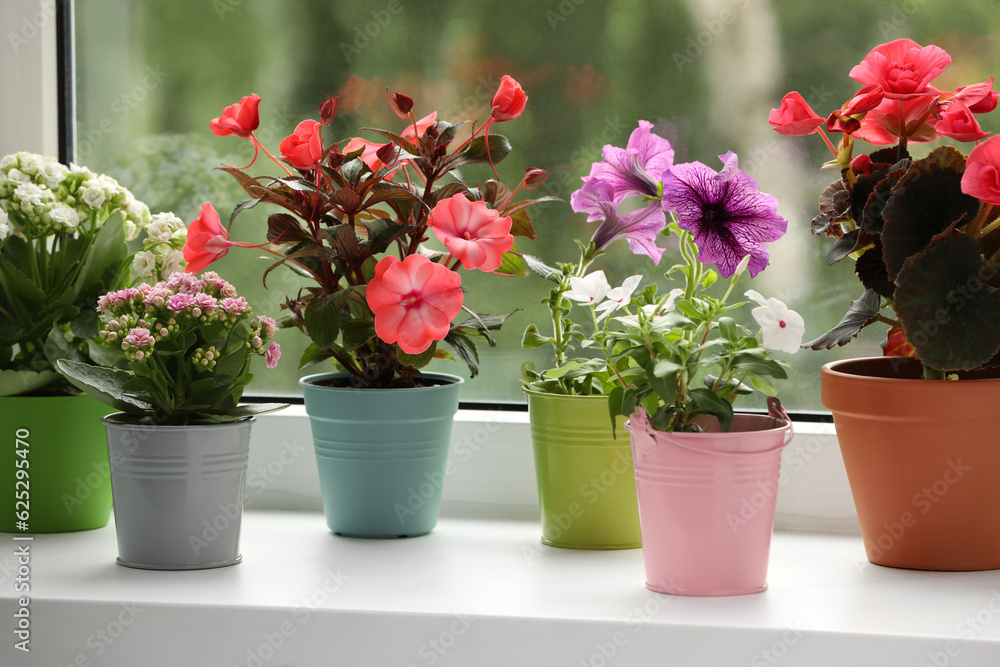 Different beautiful flowers in pots on windowsill indoors Different beautiful flowers in pots on windowsill indoors