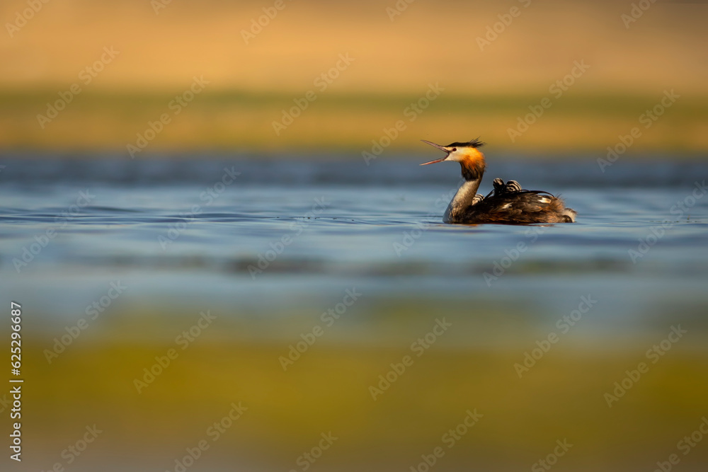 Family. The mother duck carries her babies on her back. Colorful nature