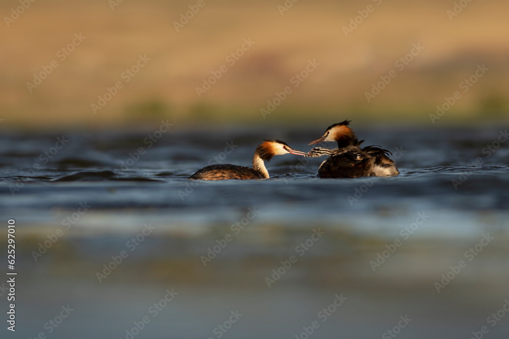 Family. The mother duck carries her babies on her back. Colorful nature