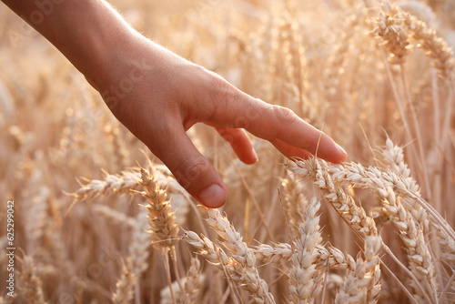 Boy's hand moving through golden ears of wheat in the wheat field during sunset. High sensitive child, high sensitivity concept. Loving nature concept. Rich harvest concept.