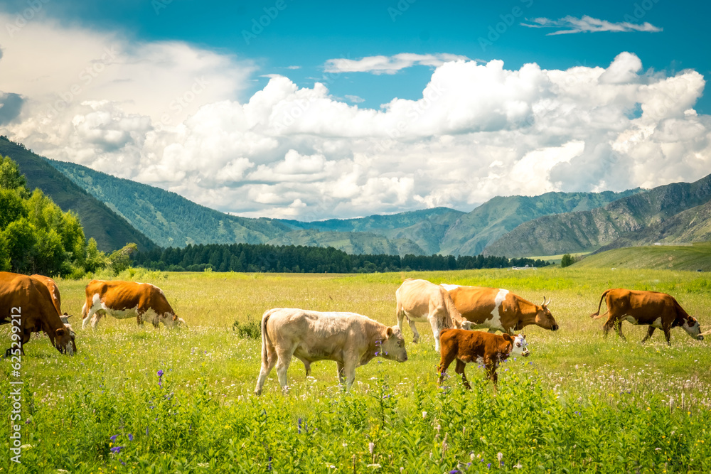 Mountain valley on the Chuisky tract in summer with grazing cows. Altai Republic, Russia. Mountain valley on the Chuisky tract in summer with grazing cows. Altai Republic, Russia.
