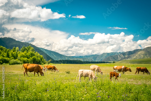 Mountain valley on the Chuisky tract in summer with grazing cows. Altai Republic, Russia. © Alexey Oblov