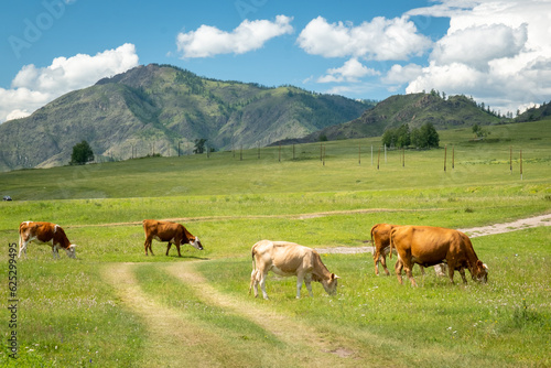 Mountain valley on the Chuisky tract in summer with grazing cows. Altai Republic, Russia.