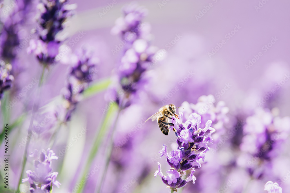 Honey bee pollinating lavender flowers. Plant decay with insects. Blurred summer background of lavender flowers with bees. Beautiful wallpaper. soft focus. Lavender Field Bee flying over flower Honey bee pollinating lavender flowers. Plant decay with insects. Blurred summer background of lavender flowers with bees. Beautiful wallpaper. soft focus. Lavender Field Bee flying over flower