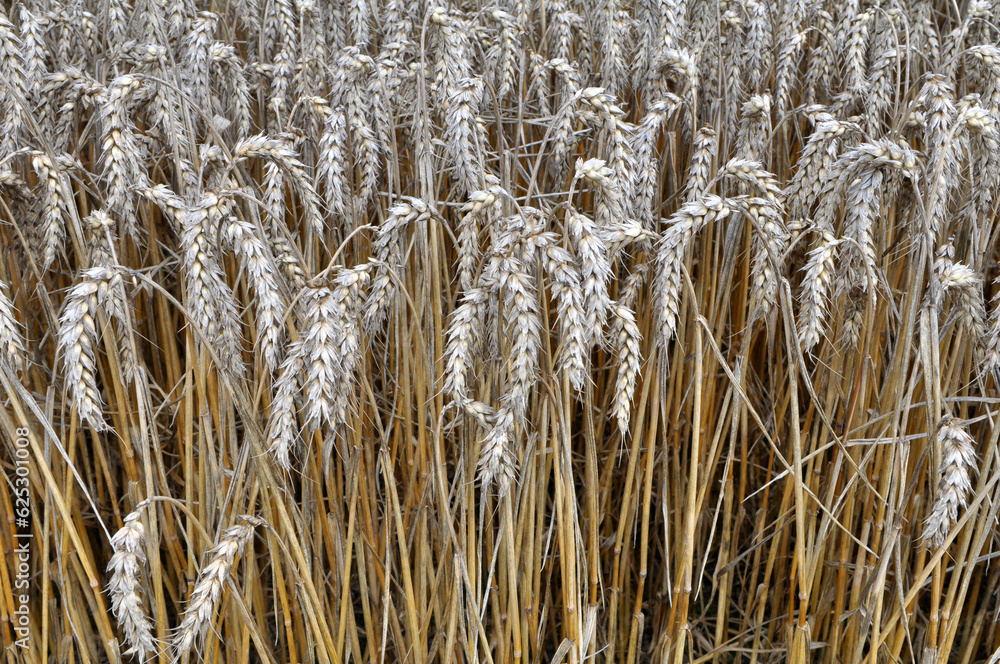 Fototapeta premium The wheat is ripe in the field