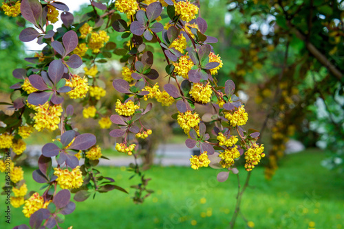 Small yellow flowers of Tunberg's barberry or Japanese barberry. Thunberg barberry is an ornamental shrub with purple-carmine foliage and yellow flowers.