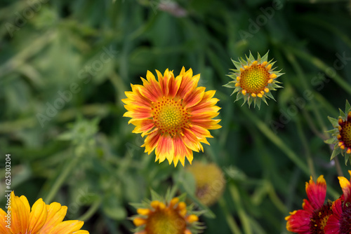 Gaillardia © Gwen