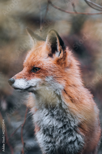 Fuchsrüde Portrait