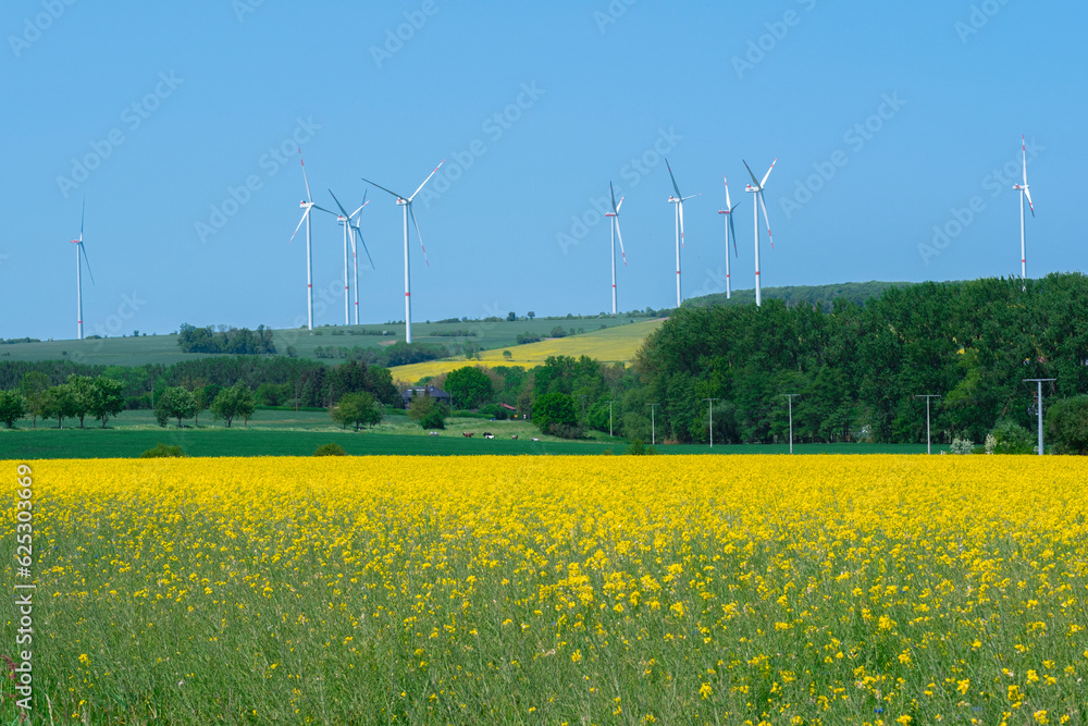 Blooming rapeseed culture on a summer sunny day Blooming rapeseed culture on a summer sunny day