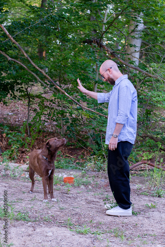 handsome man petting the brown chocolate playful dog with a stick on a forest walk