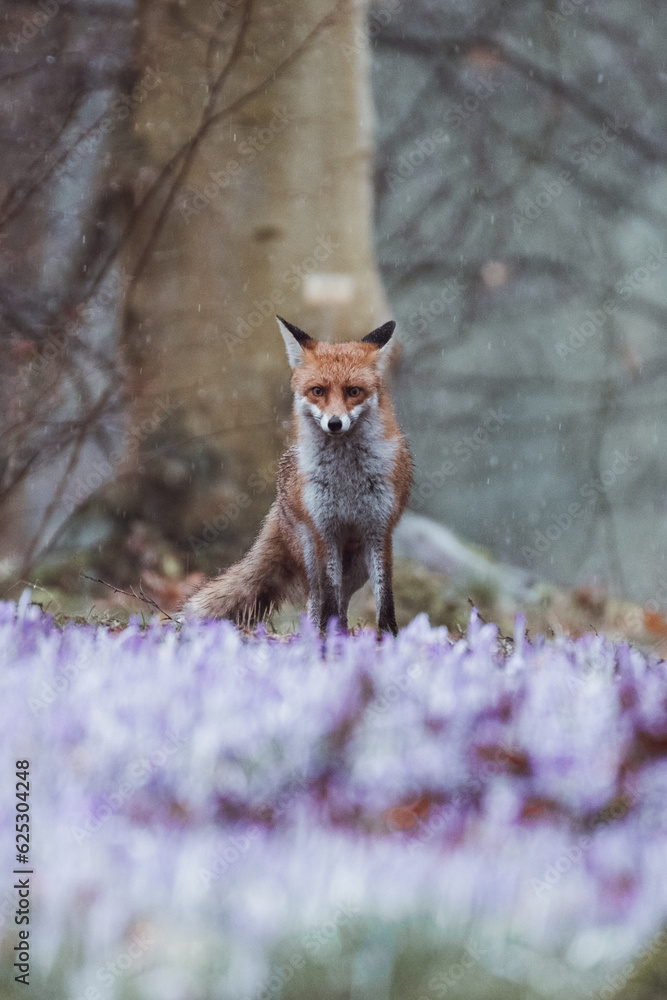 Fuchs im Regen Fuchs im Regen