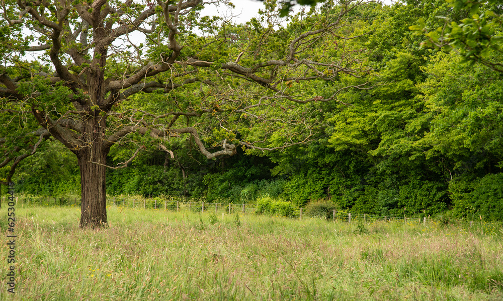 Agriculture farmland with green trees at summer. Idyllic Grassland outdoors. Agriculture farmland with green trees at summer. Idyllic Grassland outdoors.