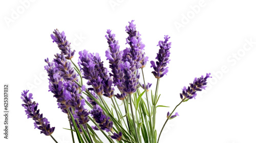 Fototapeta Naklejka Na Ścianę i Meble -  Bouquet of lavender. Provence. Branches of lavender. Purple flowers. France. lavender flowers