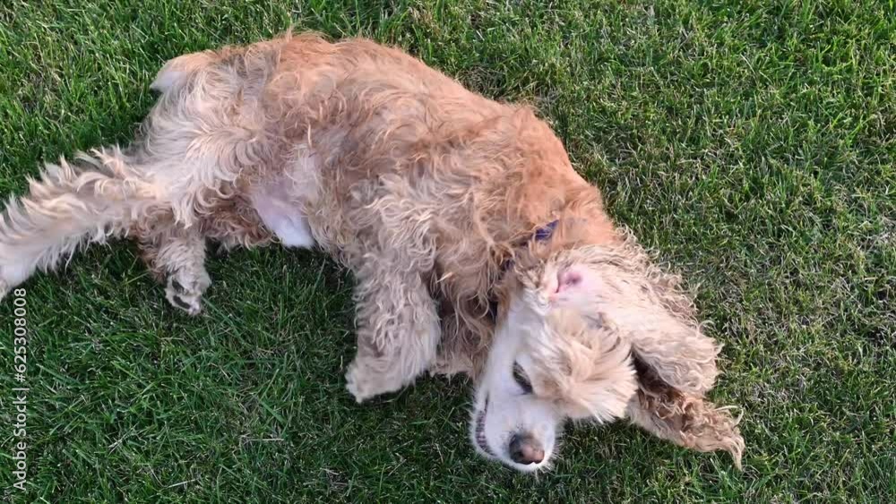 The dog is rolling on its back on the lawn. Top view. The dog is rolling on its back on the lawn. Top view.