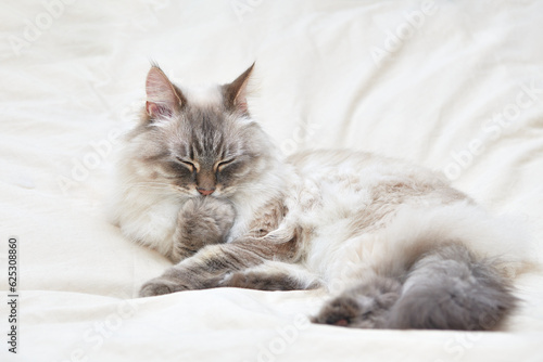Neva Masquerade Siberian domestic cat lying with closed eyes and licking its paw. Beautiful grey fluffy cat.