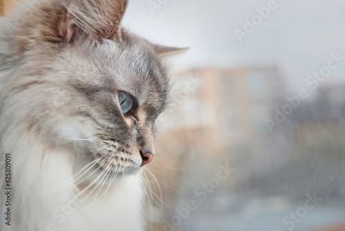 Foto Head of Neva Masquerade Siberian domestic cat