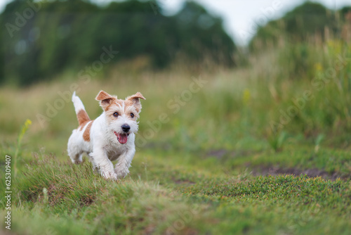 Jack russel terrier run on green spring field © WoodHunt