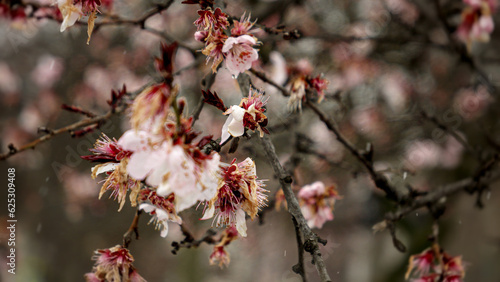 Snowflakes falling on cherry tree blossoms in the springtime. Natural beauty of the environment and the effects of climate change on weather.