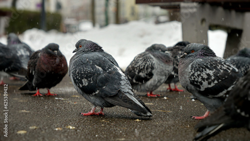 Snow is falling on a group of pigeons at a park during winter. The concept of winter, wildlife, and the impact of snow on animals.