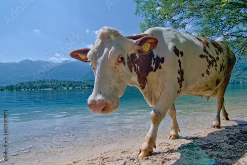 Beach occupied by cow on Lake Bohinj in Triglav national park, Slovenia. Beautiful lake with absolutely pure water, surrounded by high mountains. Very popular tourist destination. Funny animal photo.