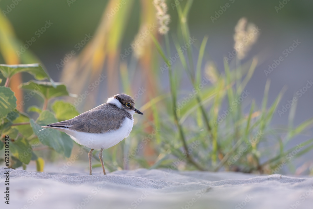 Waders or shorebirds, little ringed plover chick on the beach. Waders or shorebirds, little ringed plover chick on the beach.
