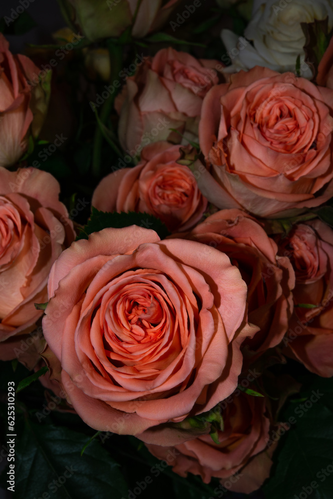 Naklejka premium Salmon roses 'Country home'
