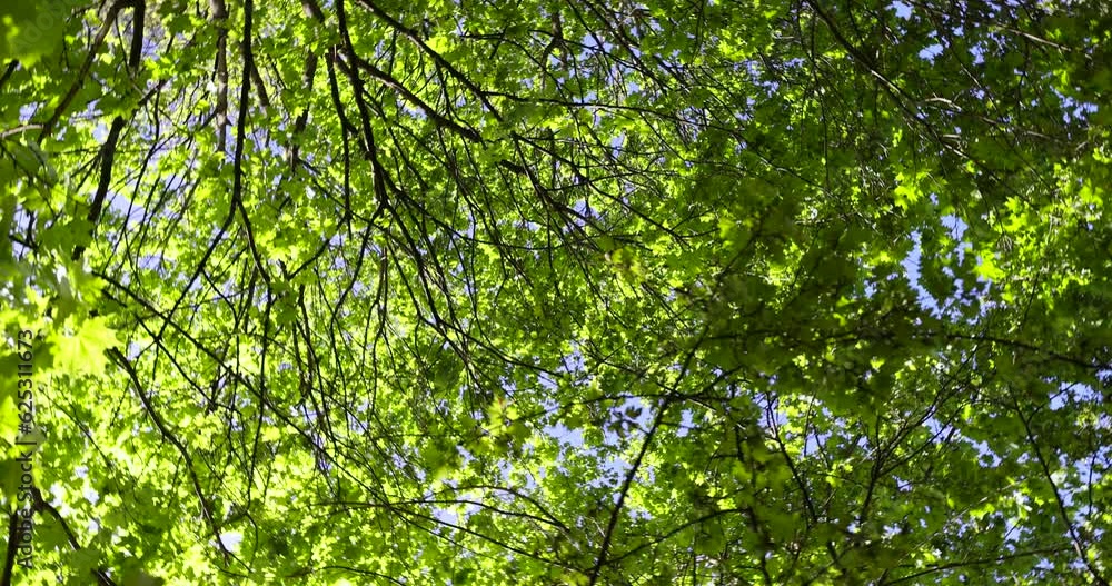 green young foliage of spring maples , maple trees during spring flowering and green foliage growth green young foliage of spring maples , maple trees during spring flowering and green foliage growth