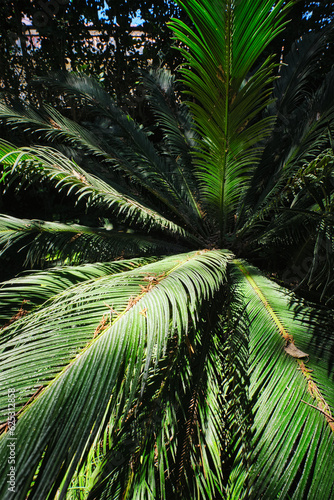 Fern palm sago palm Cycas revoluta leaves close up shot in sun. Cycas or cycad palm leaves green pattern  abstract topical background. Japanese Sago palm Cycas revoluta gymnosperm plant