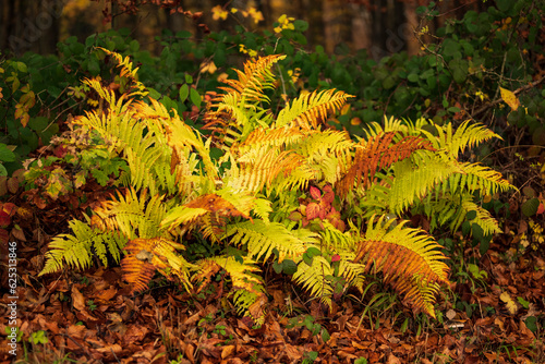 Common lady fern (Athyrium filix-femina) with two-colored fern fronds in an autumnal forest, Weser Uplands, Germany photo