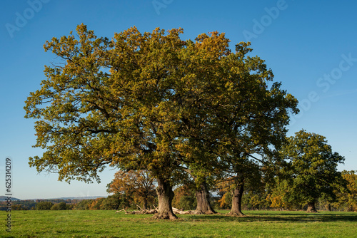 Group of mighty old oak trees ("Huteeichen", wood pasture oaks) on a green meadow under a clear blue sky in a rural area of the Reinhardswald, Hesse, Germany