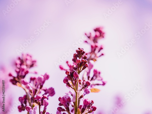 In nature s beauty  a close-up of a lilac flower in vibrant pink and purple hues showcases spring s fresh growth and fragility. macro focus