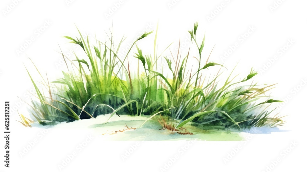 Fototapeta premium Meadow wild grasses and flowers close-up watercolor illustration on a white background.