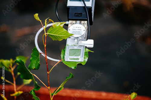 Scientist measuring plant photosynthesis by using portable device