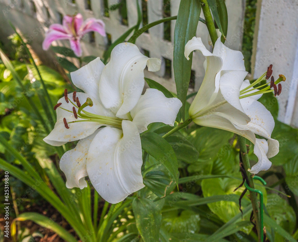 Obraz premium Lilies of OT hybrids near the fence in the garden in summer.