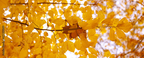 Very shallow focus branch with autumn beech leaves against the sky. Autumn background. photo