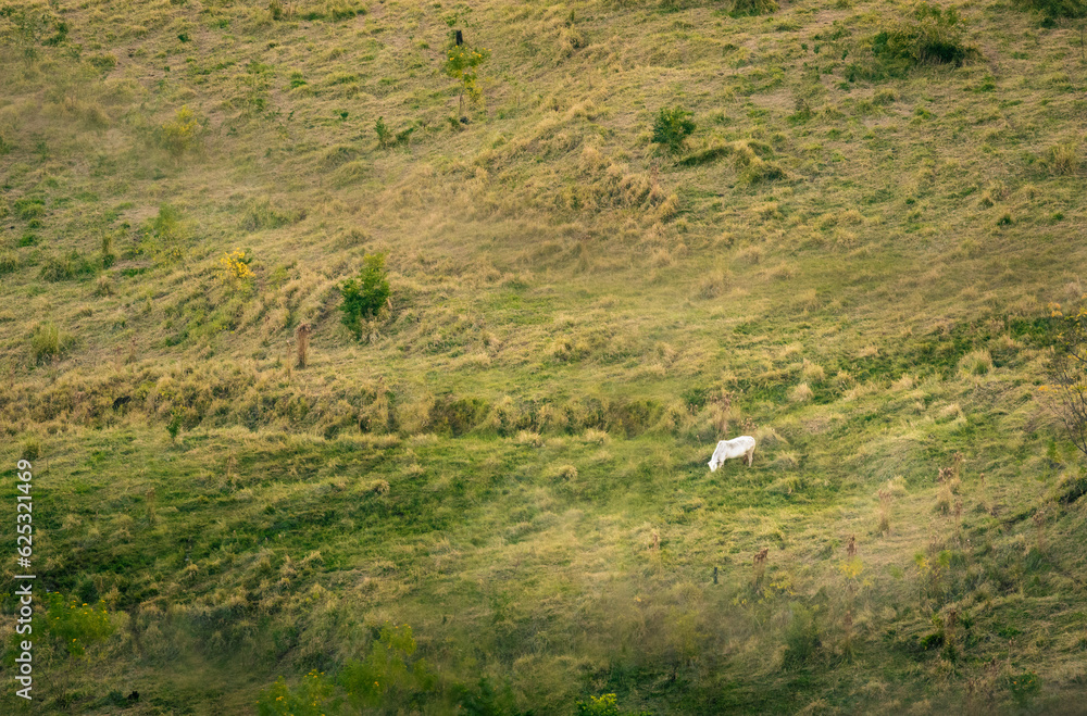 Obraz premium white bull the field