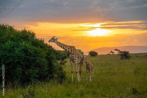 Female giraffe and her baby, calf, feeding on small trees at sunset on the Maasai Mara Reserve Kenya