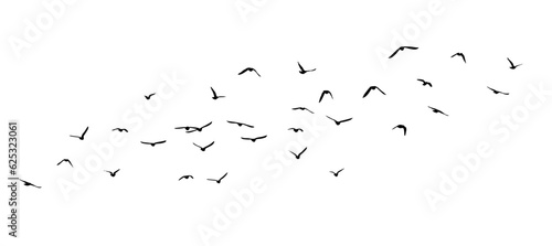 Print op canvas A flock of flying birds. Vector illustration