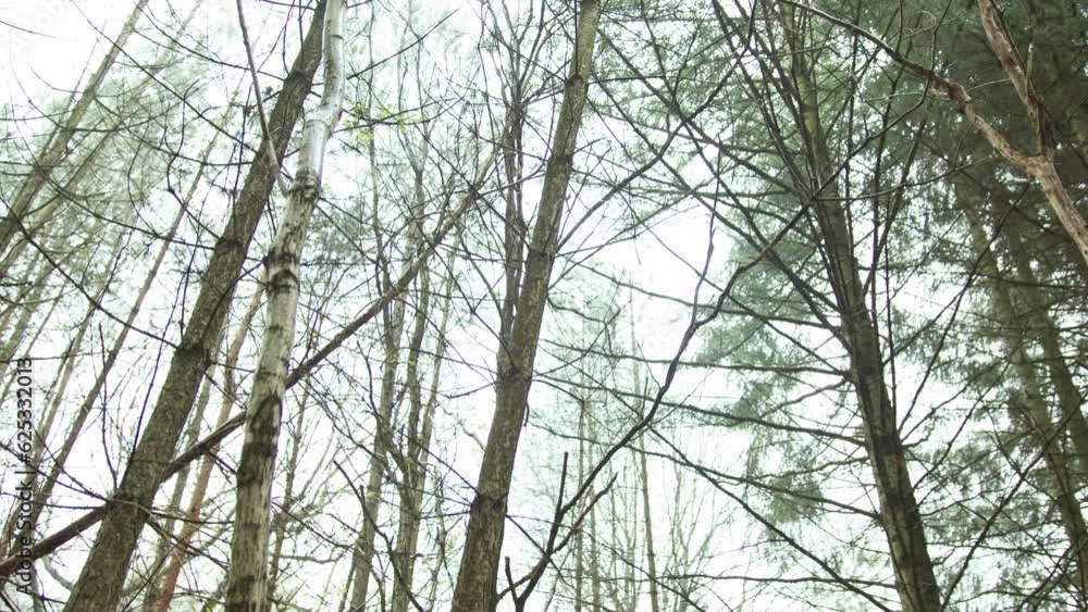 Camera Boom and tilt up the sparce autumn woodland trees.