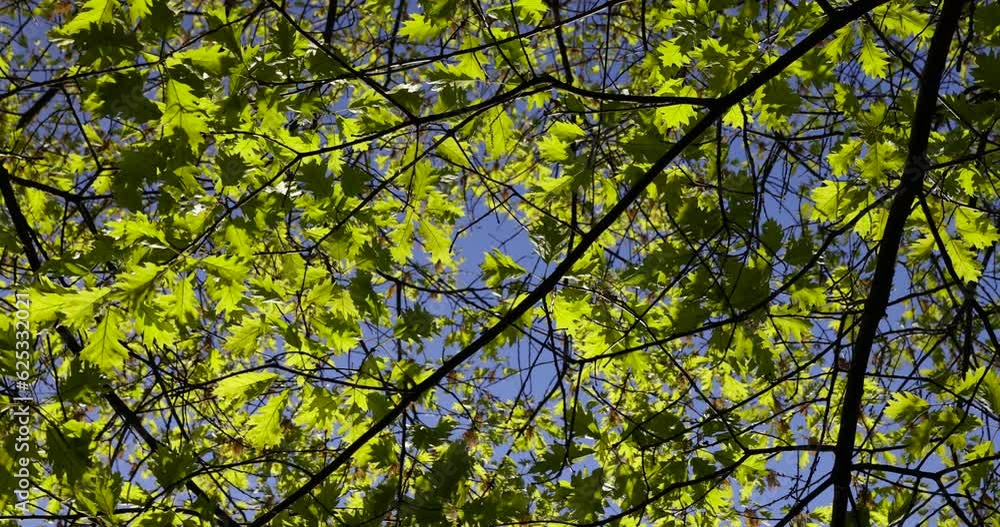 oak foliage and flowers in the spring season, sunny bright weather and oak tree during flowering oak foliage and flowers in the spring season, sunny bright weather and oak tree during flowering