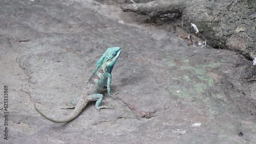 cute lizard Thailand closeup resting on rock. adorable Indian chameleon closeup resting on rock.