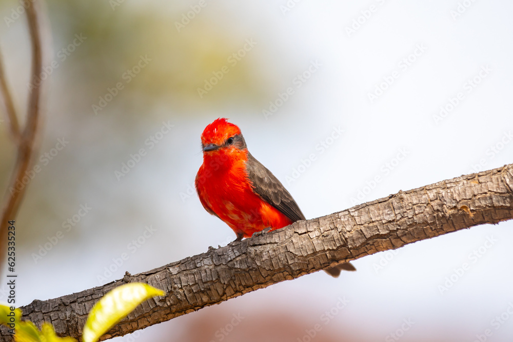 Small red bird known as Small red bird known as