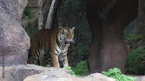 Indochinese tiger : Panthera tigris corbetti in nature. Beautiful Action.
