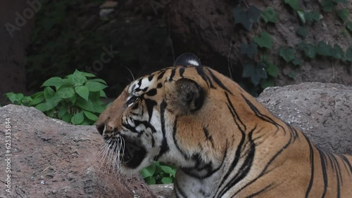 Indochinese tiger : Panthera tigris corbetti in nature. Beautiful Action.