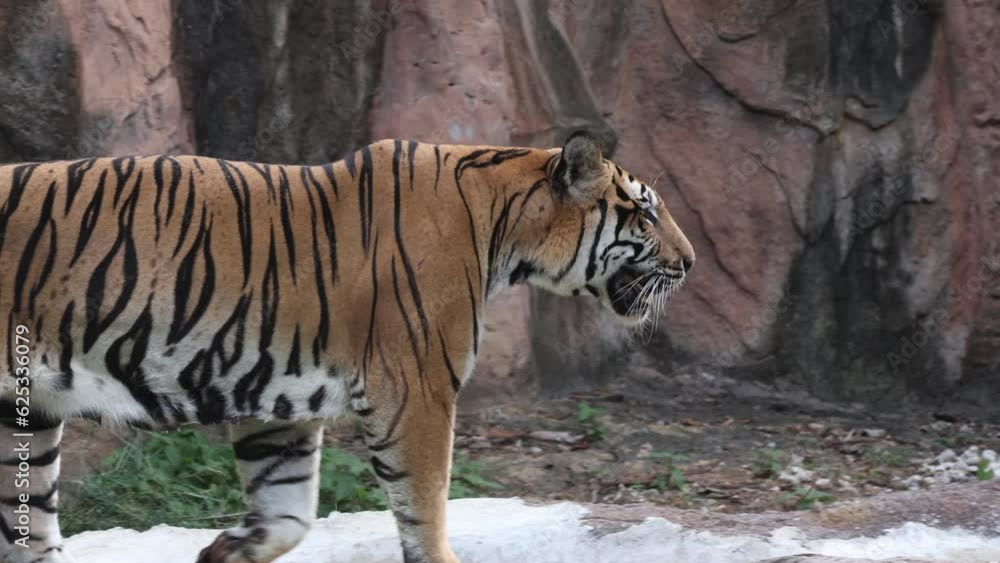 Indochinese tiger : Panthera tigris corbetti in nature. Beautiful Action. Indochinese tiger : Panthera tigris corbetti in nature. Beautiful Action.