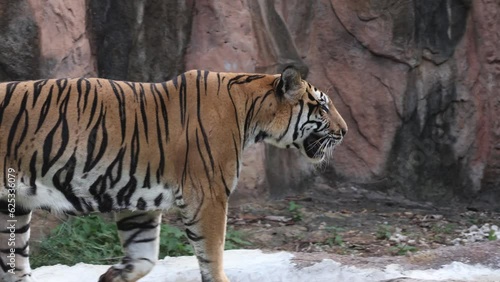 Indochinese tiger : Panthera tigris corbetti in nature. Beautiful Action.