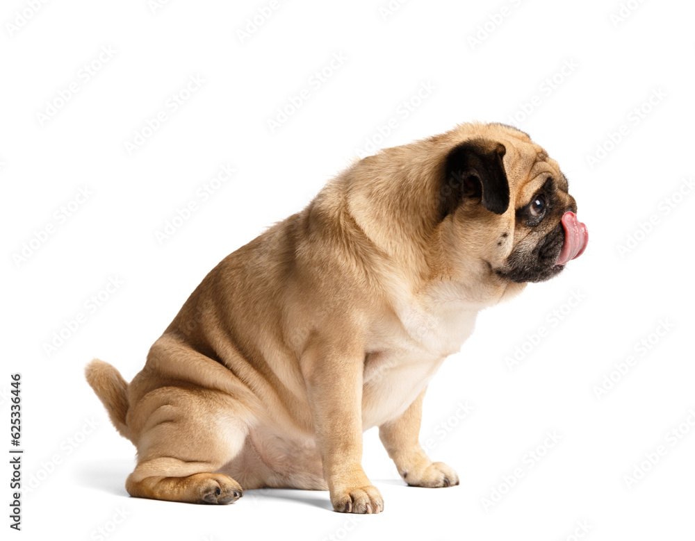 A cute funny pug sits on a white background and licks his lips.