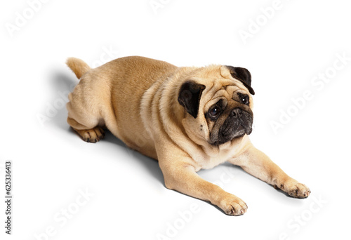 A purebred funny friendly pug lies on a white background and looks ahead of him with interest. © Наталья Марная
