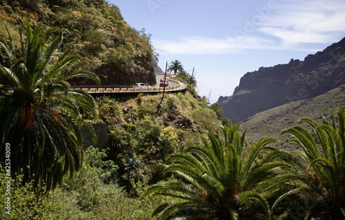 trees in the mountains