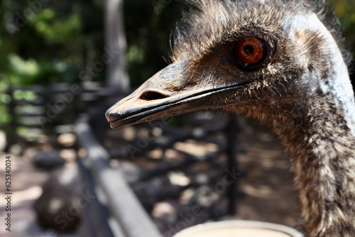 emu close up